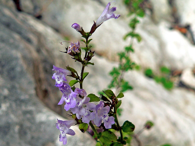 Calamintha nepeta